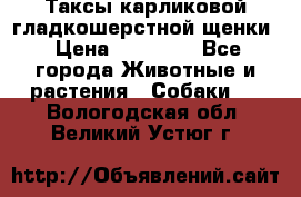 Таксы карликовой гладкошерстной щенки › Цена ­ 20 000 - Все города Животные и растения » Собаки   . Вологодская обл.,Великий Устюг г.